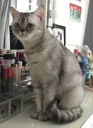The name you give to your female tabby cat should say a lot about them. Have You Seen Aiko A Missing Cat Lost At Kang Ching Road Cat Colors British Shorthair British Shorthair Cats