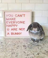 Check spelling or type a new query. Rabbit Ramblings Funny Bunny Memes Cute Bunny Pictures Pet Bunny Rabbits Cute Baby Animals