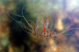 Image result for Polysphaeria ribauensis