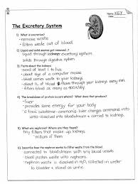 Urinary System Worksheet Answers Excretory System In 2020 Worksheets Printable Summer Worksheets Excretory System