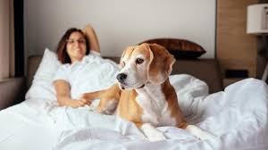 Oregon's favorite pet & feed supply store / 4 / 4. The Best Pet Friendly Hotels In The Us Cnn