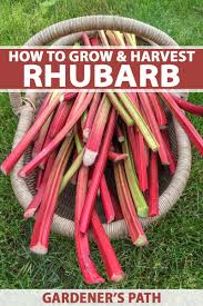 Rhubarb wilts during the heat of hot southern. How To Grow And Care For Rhubarb Plants Gardener S Path