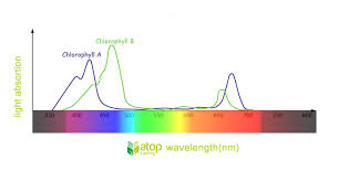 The emerson effect states that. The Impact On Crops Of 730nm Far Red Light In Led Grow Light Atop Lighting