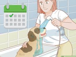 We did not find results for: How To Grow Dog Hair Back 10 Steps With Pictures Wikihow Pet