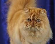 Persian kedi resmi