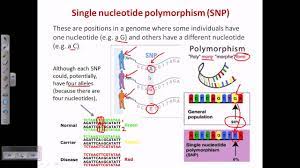 Single nucleotide polymorphisms (snps) are the most common type of genetic variation in people. Single Nucleotide Polymorphism Snp Youtube