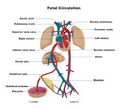 Image result for Fetal Circulation