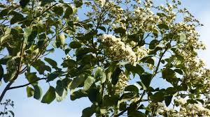 Image result for Cordia africana
