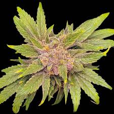 The horticulture lighting group hlg 600 v2 rspec led grow light and all other hlg panels, use high quality components to give you. Hlg 550 V2 Rspec By Horticulture Lighting Group Hlg Grow Lamp Lighting Information Growdiaries