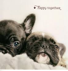 French bulldog valentine by pageofbats, via flickr. Happy Together Cute Dogs Valentine S Day Card Cards