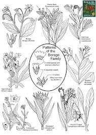 Image result for Boraginaceae