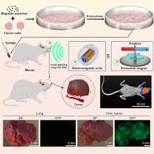 Magnetically powered cancer cell microrobots for surgery-free generation of  targeted tumor mouse models: Cell Reports Physical Science