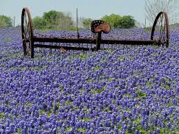 Ennis designated by the 1997 state legislature as the home of the official texas bluebonnet trail. Bluebonnets Are Expected To Have A Long Season This Year