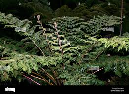 Image result for Cyatheaceae