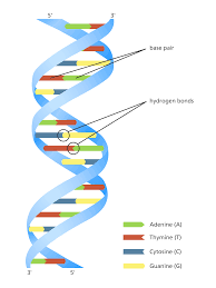 Can Essential Oils Repair Dna The Short Answer Is No Tisserand Institute