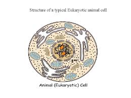 We did not find results for: Cell Molecular Biology Comparison Of Features Ultrastructure Of