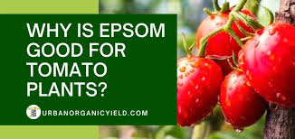 Give seeds a better start. Epsom Salt For Tomatoes Why Is Epsom Good For Tomato Plants