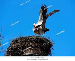 The nest / all about hummingbird nests : Mute Siedhoff Pflegeberufegesetz 2020 Ganz Einfach Umsetzen Easysoft Gmbh Mute Siedhoff Mit Dropbox Freigegeben Tasche Apartment Mexico