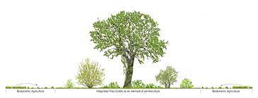 Three Layers Of Vegetation Form A Tree Garden The Tree Layer The Bush Layer And The Soil Layer Forest Garden Biodynamic Agriculture Tree Guild