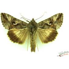 Image result for Autographa gamma