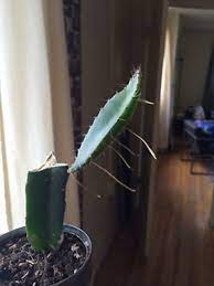 Desert cacti live in arid regions that get very little precipitation. Cactus Growing Root Like Strings