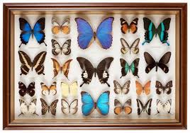 I Would Like More Pinned Butterflies Or Fabulous Bugs The Bug Store In Shaw Has A Ton Of Them Butterfly Frame Bug Collection Insect Collection
