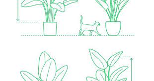 bird of paradise birds of paradise plant paradise plant birds of paradise