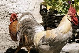 Did you scroll all this way to get facts about rooster fighting? Country Chicken Breeds And Rearing Practices Agri Farming