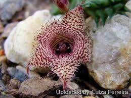 Image result for Huernia volkartii
