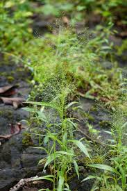 Image result for Arundinella