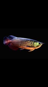 Arowana Ikan Akuarium Ikan Eksotis Ikan Cupang