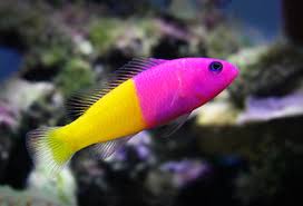 The Royal Dottyback Pretty But Potentially A Royal Pain