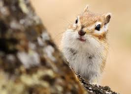 International chipmunk of mystery ##chipmunk #nature #wildlife #chipmunks #chipmunksofinstagram #chippies #wildlifephotography #ilovechipmunks. Things You Should Consider Before Choosing Chipmunks As Pets Pet Ponder