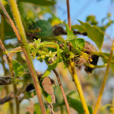 Image result for Ctenolepis cerasiformis