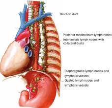 These conditions are usually caused by obstruction and/or disruption of the thoracic duct or one of its major divisions in the chest and abdomen.1,2 diagnosis of chylous ascites and chylothorax depends on the analyses of ascites. Acquiring And Improving Skills In Diagnostic Endosonography Springerlink