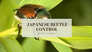 Japanese beetles were accidentally introduced to the east coast in 1916 in a shipment of iris bulbs. Controlling Japanese Beetles Evergreen Of Johnson City Tn