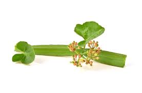 Image result for Cissus quadrangularis