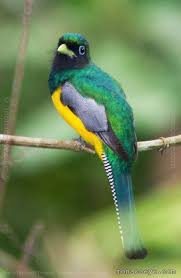 Pin On Trogon