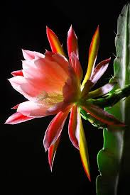 Cinderella Or Queen Of The Night Epiphyllum Oxypetalum Pink Variety Blooms Only In The Evening And The Flowers Cactus Flower Orchid Cactus Flower Photos
