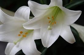 Messiah Lutheran Church