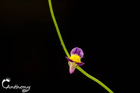 Image result for Utricularia welwitschii