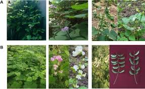 Image result for Dolichos