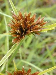 Image result for Bulbostylis schoenoides