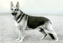 Maybe you would like to learn more about one of these? German Shepherd Dog History Origins Of The Working Breed
