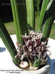 Image result for Sansevieria sinus-simiorum