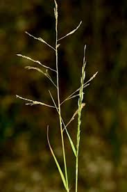 Image result for Eragrostis pilosa