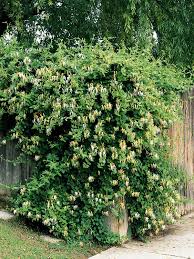 Attractive oval, dark green foliage. 10 Japanese Honeysuckle Seeds Plants Seeds Bulbs Mesralyoum Vines