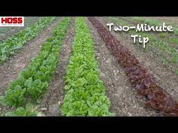 These aggressive plants choke out the garden plants you've worked so hard to grow. Make Perfectly Straight Garden Rows Youtube