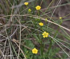 Image result for Ranunculus multifidus