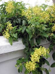 Image result for Tristellateia